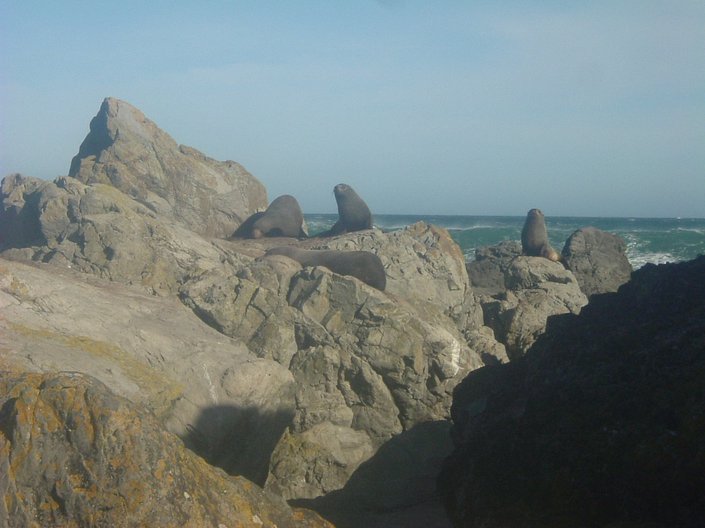 ynui_seals_05_006.jpg
